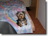 M�a v posteli