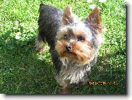 N� yorkymut Phoebe