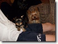 Monty a Ka�enka