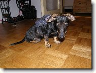 My�ilov s batohem