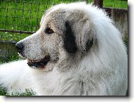 Pyrenejsk� horsk� pes