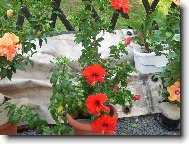 ibi�ek