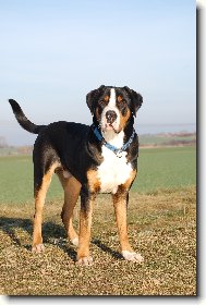 Ern�k :-)
