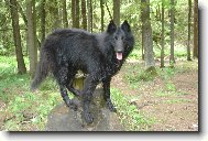 skota�en�