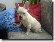  Albi-�t�n�tko