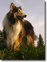 Gigi Kr�sa samoty