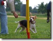 B�gl - M�ja agility