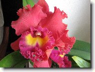 Lc. TAINAN CITY� "General"