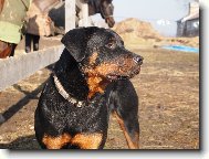 Chilli(8m�s�c�)