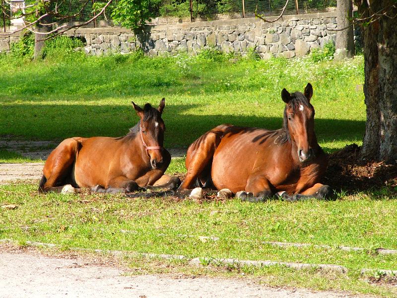 Foto: siesta
