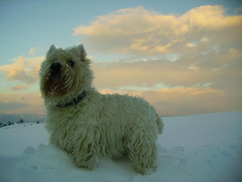 Foto: Mufik-Yeti...