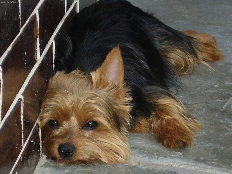 Foto: M�enka