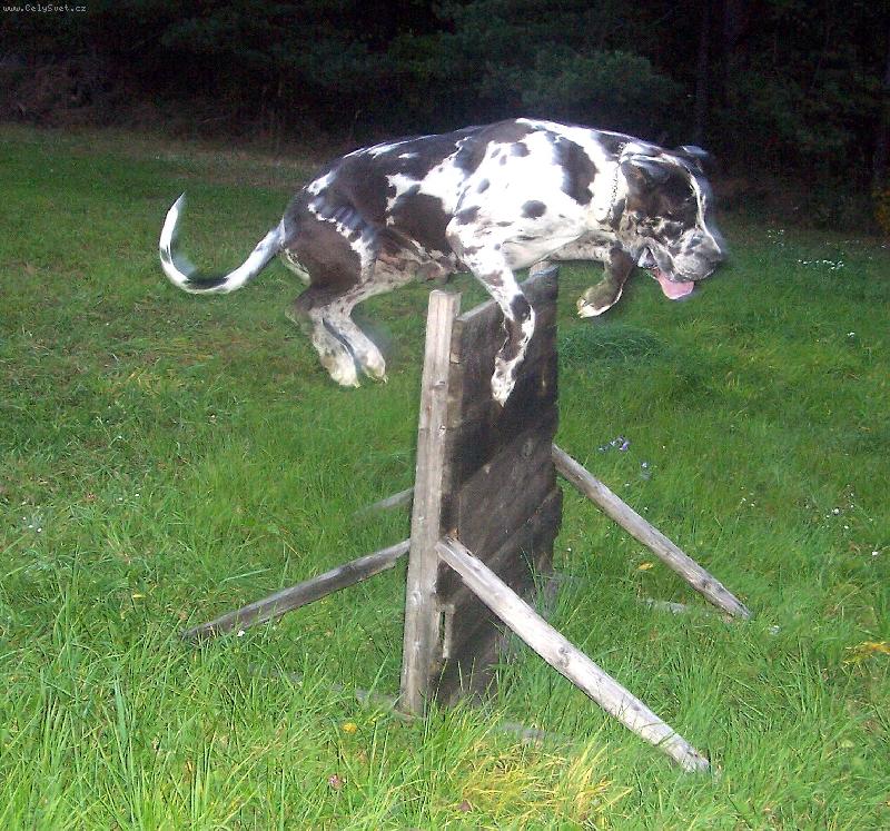 Foto: a hop!