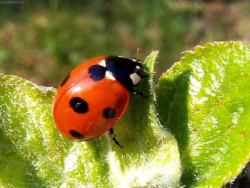 Foto: Jaro je tady!