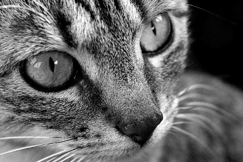 Foto: Carlos