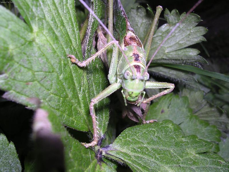 Foto: HOP