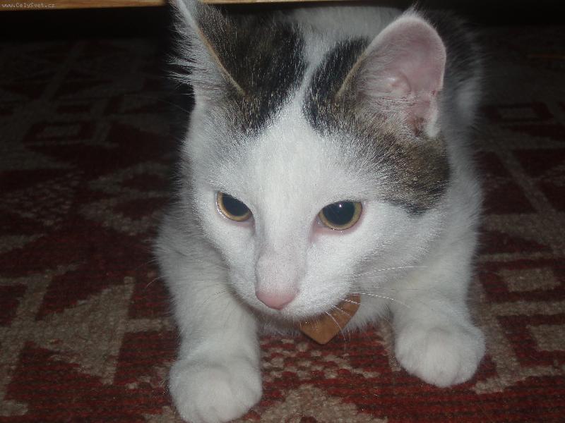 Foto: Milky
