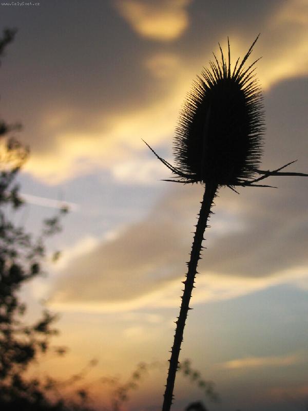 Foto: Bodlina