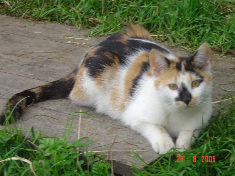 Foto: Minda