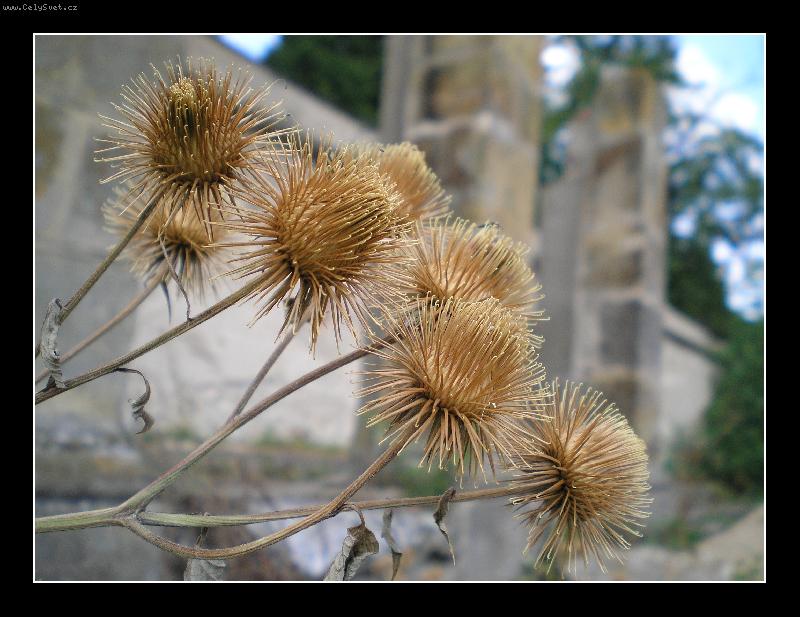 Foto: Bodl�k