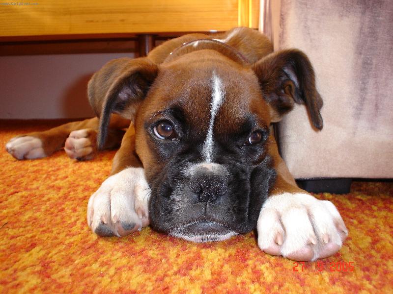 Foto: Bax