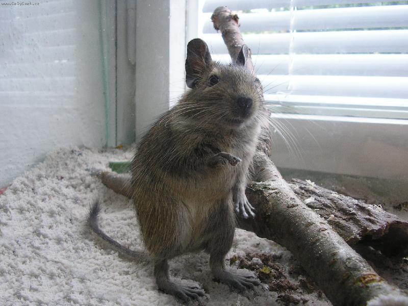 Foto: Osman Degu
