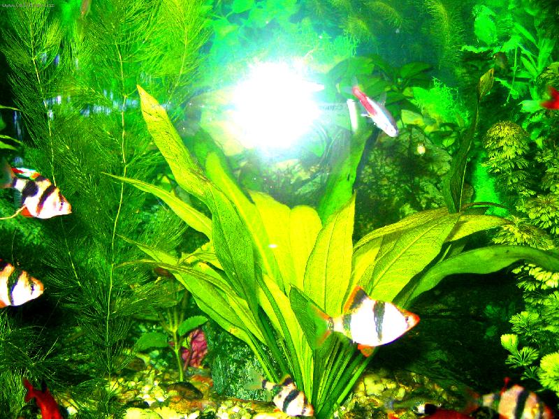 Foto: Akv�rko