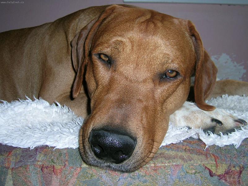 Foto: Monty