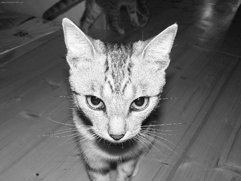 Foto: �um��ek