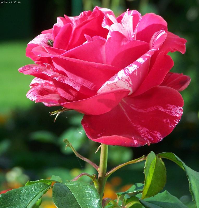 Foto: r��e 2