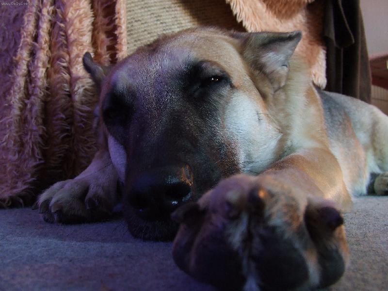 Foto: Tara