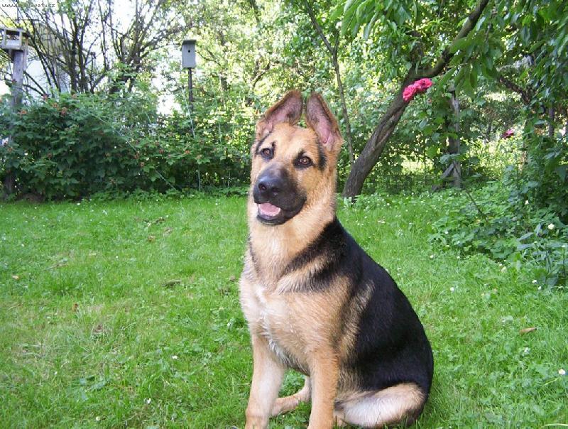 Foto: Argo-n� mazel