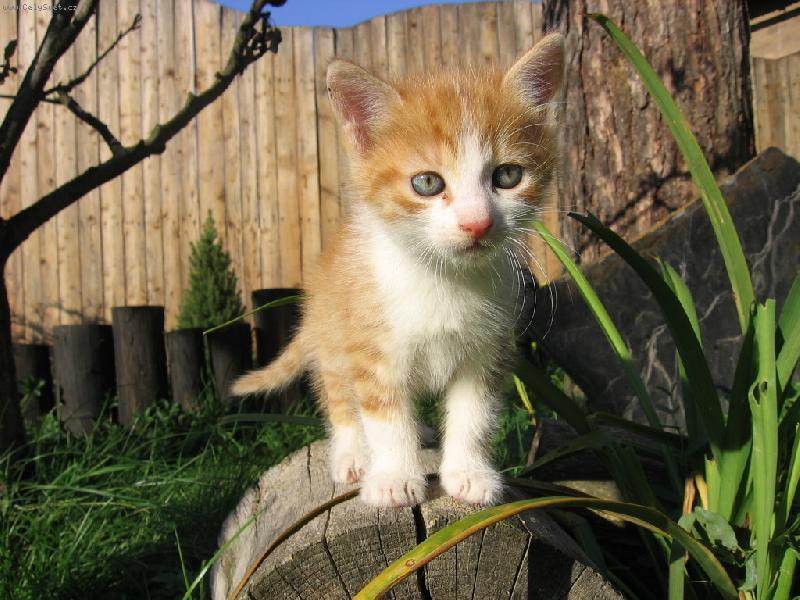 Foto: tady se mi bude l�bit