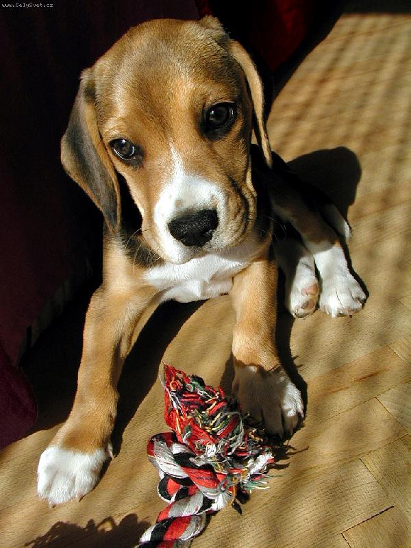 Foto: Chilli