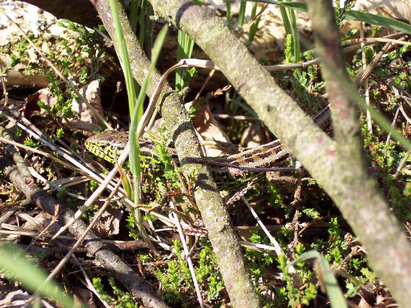 Foto: Je�t�rka obecn�