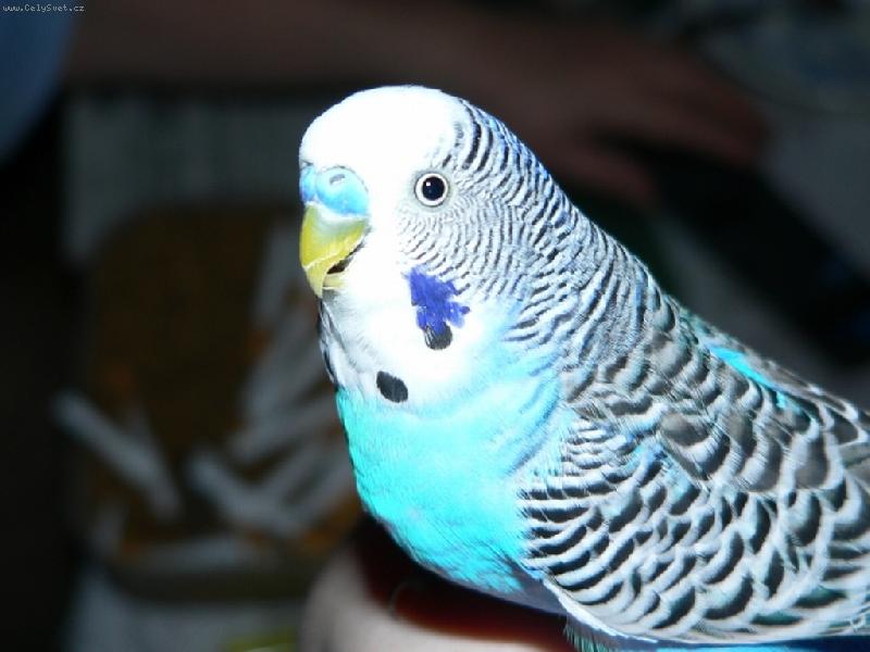 Foto: Max-andulka