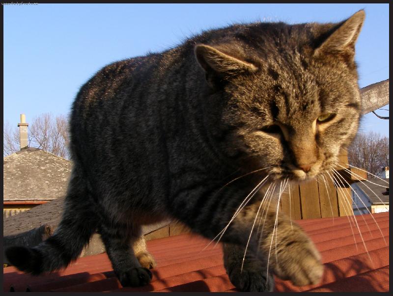 Foto: Jdu na lov