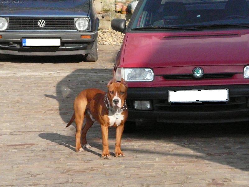 Foto: atilla