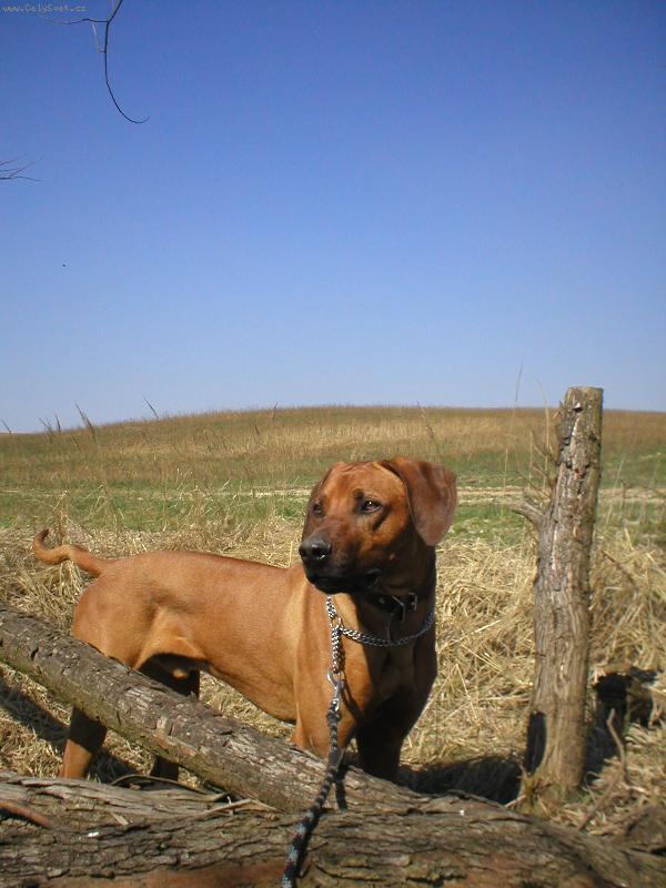 Foto: Cooper