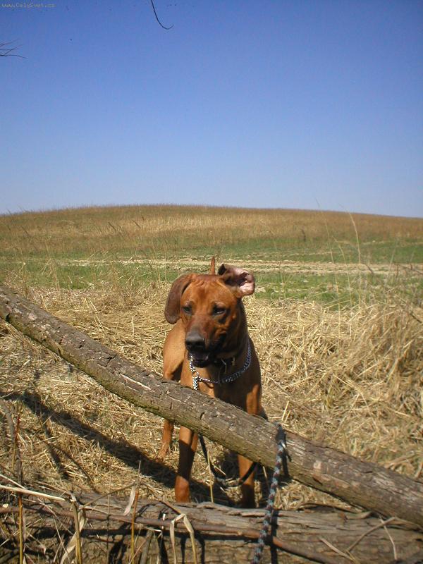 Foto: Cooper