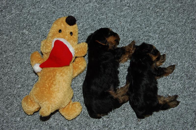 Foto: Dobrou noc