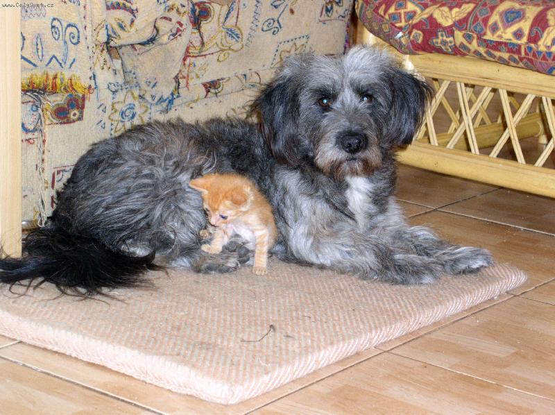 Foto: opatrovn�k