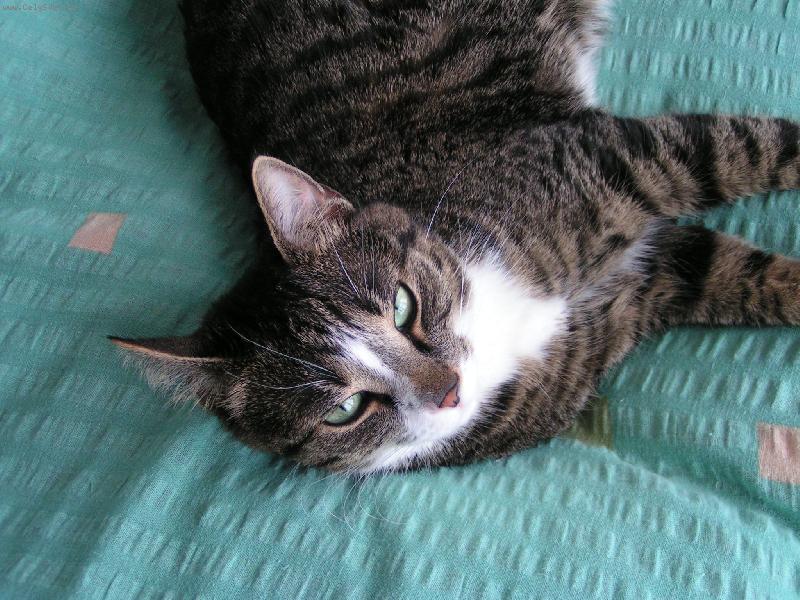 Foto: Majki