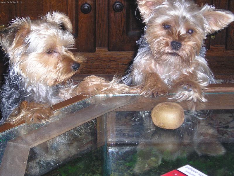 Foto: kiwi-dej sem to kiwi!!!