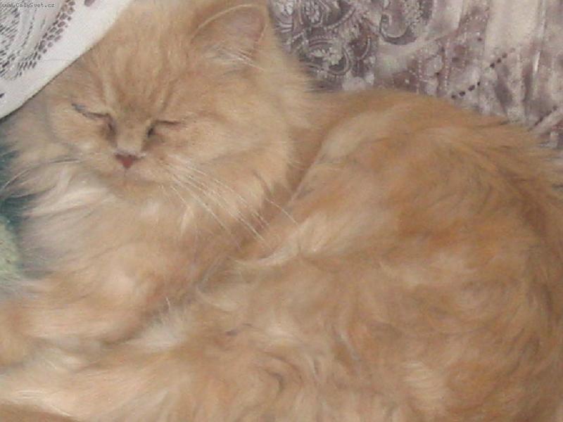 Foto: spink��ek