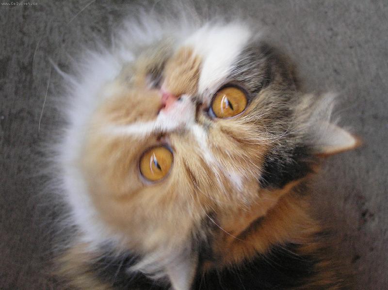 Foto: ???????????
