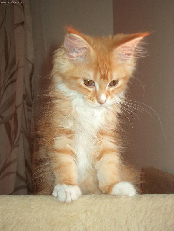 Foto: Mim�o