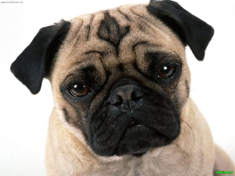 Foto: Mops��ek
