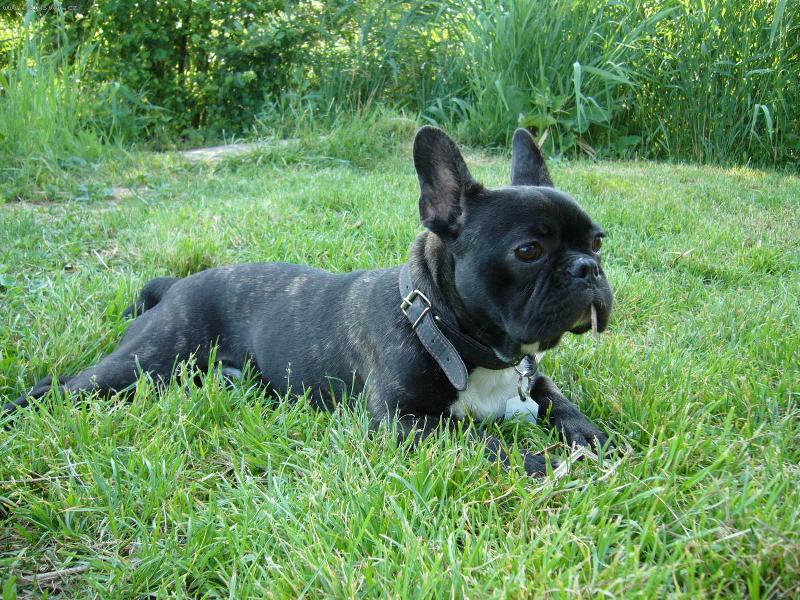 Foto: Blueberry