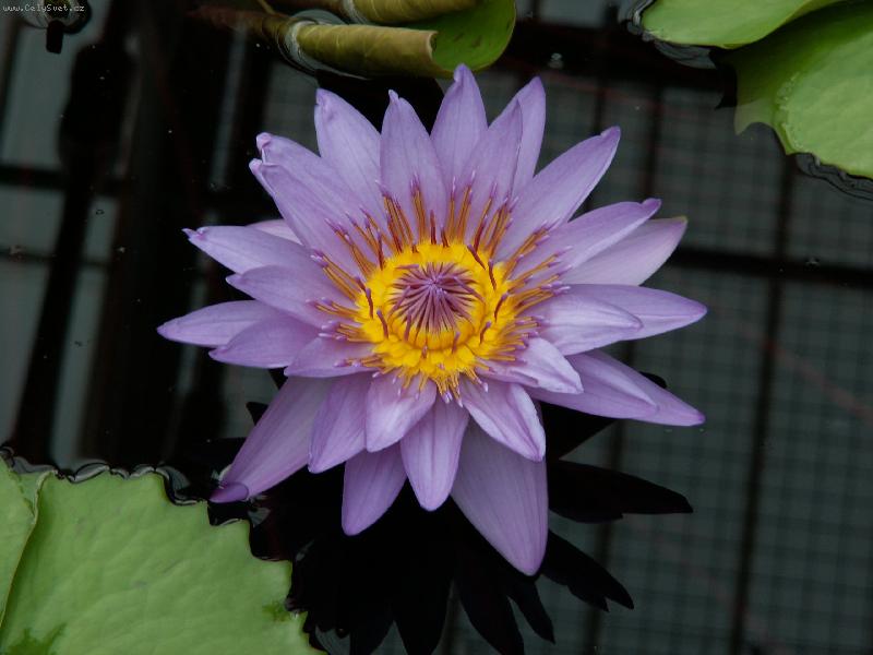 Foto: Kew gardens